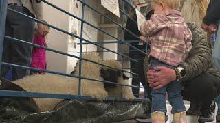 Latest headlines | National Western Stock Show underway in Denver