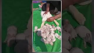 10baby rabbit giving birth  #shortsfeed #rabbit #tranding #bunny