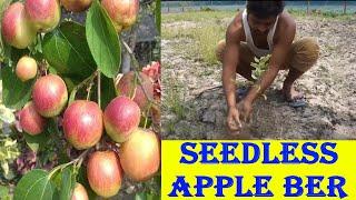 Seedless Apple Ber Plant In India || How To Buy Or Purchase || Seedless Apple Ber Plant ||