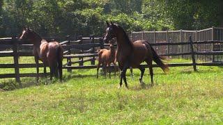 2020 Mares and Foals @ Shea Stables