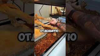 Красивый черный дракон #shorts