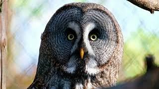 Owl 360-degree rotating 1080 HD | Owl head turn 360-degree