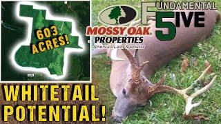 Crazy 603 Acres of Whitetail Potential! - Mossy Oak Properties Fundamental 5ive