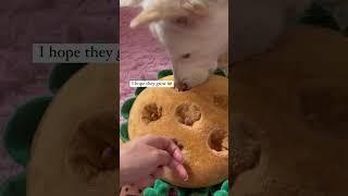 Sweet Potato Crop Interactive Dog Toy | #dogtoys #puppytoys #interactivetoys #noseworktoys #shorts