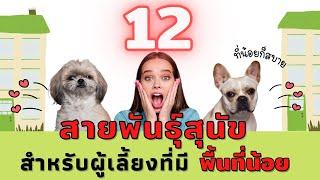 12 สายพันธุ์สุนัขที่เหมาะกับผู้เลี้ยงพื้นที่น้อยแต่ใจกว้าง