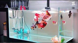 Stunning Underwater home fish media Explore the Beauty of a Plant Aquarium #148