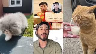 video asli xu zhihui blender kucing viral di tiktok || viral blender kucing full video