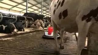 Lely Discovery - робот для уборки коровника