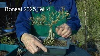 Bonsai 2025 Teil 4 Bonsai umtopfen. Die Forsythie als Bäumchen