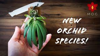 I got a lot of new Orchid species! - First Orchid Haul of 2021