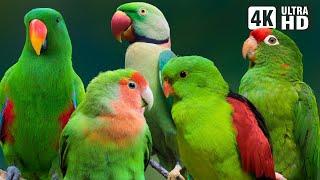 The Most Beautiful Green Parrots | Colorful Birds & Relaxing Nature Sounds | Beautiful Bird Sounds