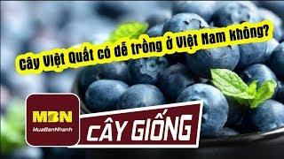Cây Việt Quất có dễ trồng ở Việt Nam không? I MuaBanNhanh I Cây Việt Quất