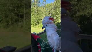 CRAZY BIRD