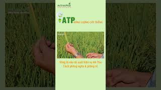 Cách Phòng Ngừa - Phòng Trị Vàng Lá Xuất Hiện Trong Vụ Hè Thu | An Thịnh Phát