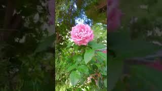 Mis hermosas rosas de mi Jardín  | Beautiful pink roses from my garden  #short #shorts