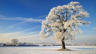 Winter Season. What Happens in the Winter.Winter Vocabulary. Talk about Winter | English Portal