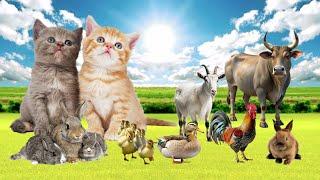 Most Familiar Animals: Rabbit, Cow, Cat, Duck, Dog, Chicken - Animal Video