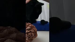 Мурлыканье кота и треск дерева(шишки) асмр. #асмр#asmr#трескдерева#кот#мурчание#asmr#relax