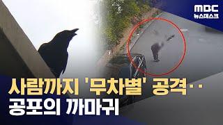 주민 무차별 공격하는 까마귀‥"대책 마련 어려워" (2024.06.05/뉴스데스크/MBC)