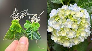 Unique way to propagate hydrangea leaves to produce new shoots super fast