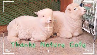  Sheep in Seoul!?  Let's go to Thanks Nature Sheep Cafe!  | hana_ppoi