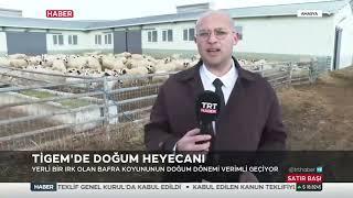 Amasya TİGEM’de Bafra ırkı koyunlarda doğum sezonu, bir koyun altız doğurdu | TRT Haber