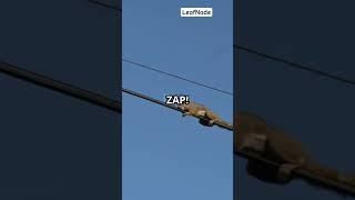 Why Birds Don't Get Electrocuted on Power Lines!