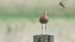 Weidevogels met roep - Meadow birds with call in 4K