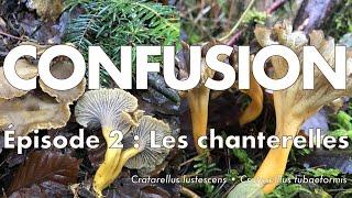 Identifier la chanterelle en tube et la chanterelle jaunissante