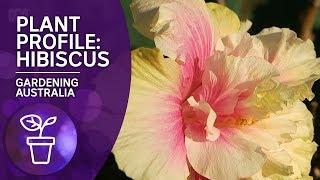 Plant Profile: Hibiscus