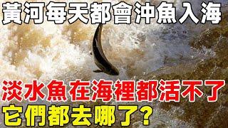 黃河每天都會將大量的魚衝入海，淡水魚在海裡都活不了，它們都去哪了？ #科普頻道#黃河#淡水魚