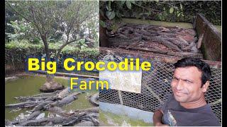 Big Crocodile Farm II Cox,s Bazar II Nahidul Haque #CrocodileFarm #BIgcrocodile