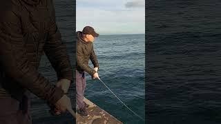 Сарган на пилькер  #fishing #рыбалка #рыба сарган на ультралайт #fishing сарган как ловить