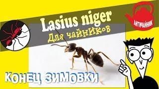 Муравьи Lasius niger. Как выводить муравьев из зимовки