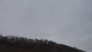 Adventures in Eagle Territory: Bald Eagle Migration