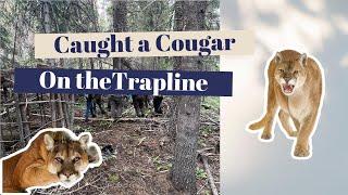 Cat trapping caught a Cougar in a wolf set