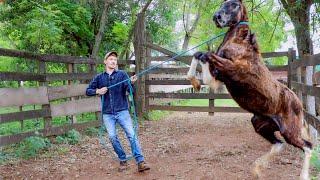 Training A WILD Foal! From First Touch To Haltering! | Foal Training [EP1]