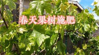 春天果树施肥  酵素渣的使用