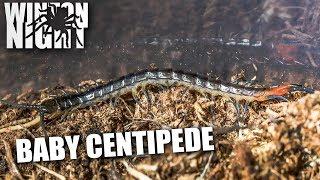 The Tiniest Centipede Unboxing