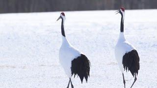 Japan’s Red-crowned Crane   The Kushiro Wetlands