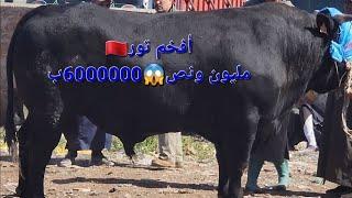 كان أفخم تور ب6000000مليون ونصبتلات سبيت ضواحي دار بيضاء تاريخ تصوير 30/4/2024