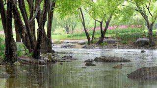 A Calmly Flowing Stream and the Pleasant Rain Sounds - Healing Rain for Deep Sleep, Calm Mind