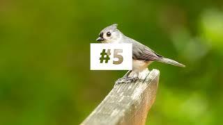 5 Facts About Titmice