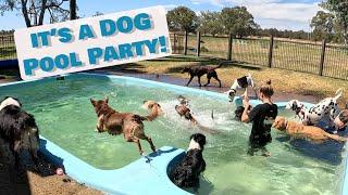 Pool Party at Dog Daycare