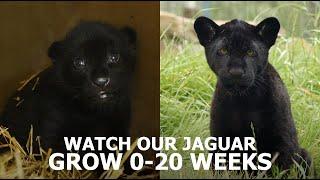 Jaguar 20 Week Transformation - The Big Cat Sanctuary