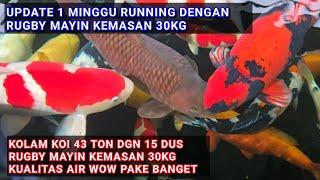 1 MINGGU RUNNING DENGAN RUGBY MAYIN KEMASAN 30KG | PAKAN RUTIN 7 X SEHARI PER 2 JAM SEKALI