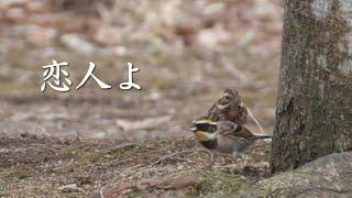 恋人よ      五輪真弓