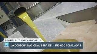 El Campo | La cosecha nacional de aceite será de 1.350.000 toneladas | 04/10/24