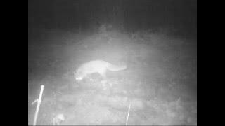 Fox at Briddlesford Woods