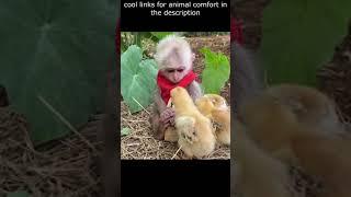 Top  Funny animals videos - Try Not To Laugh  - 66 #Shorts